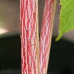 Acer x conspicuum 'Mozart'