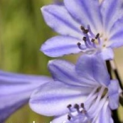 Agapanthus praecox 'Blue Storm'