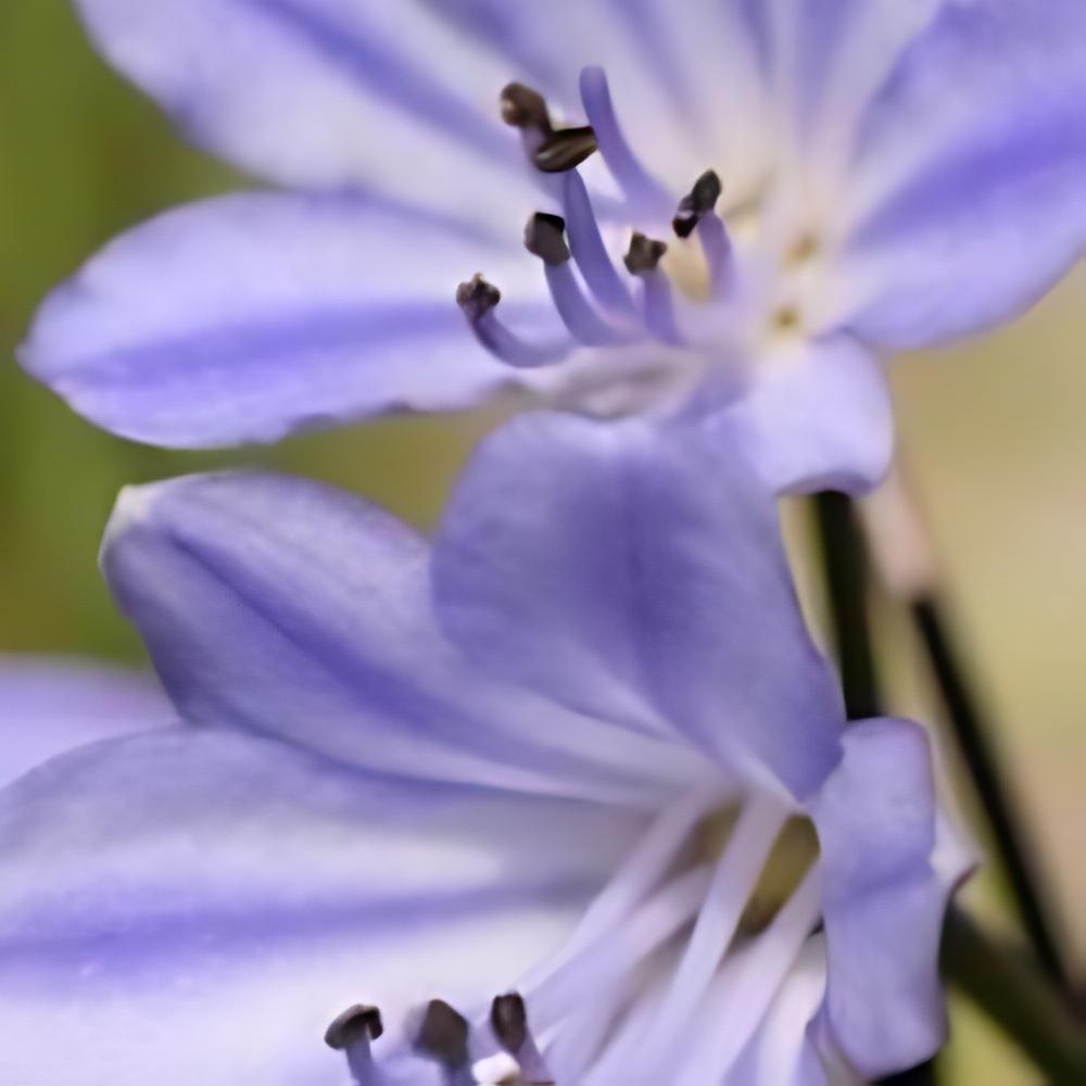 Agapanthus praecox 'Blue Storm' - Agapanthe Blue Storm