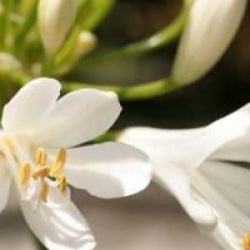 Agapanthus 'Snow Storm' - Agapanthe Snow Storm