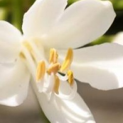Agapanthus 'Snow Storm'