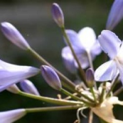 Agapanthus 'Streamline'