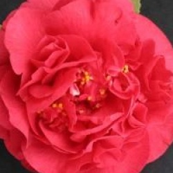 Camellia japonica 'Kramer's Supreme' - Cam�lia Kramer's Supr�me