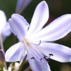 Agapanthus 'Streamline'