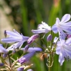Agapanthus 'Streamline'