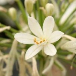 Agapanthe 'Snow Pixie' - Agapanthe 'Snow Pixie'