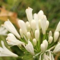 Agapanthe 'Snow Pixie'