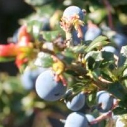 Berberis darwinii 'Nana'