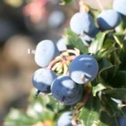 Berberis darwinii 'Nana'