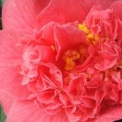 Camellia japonica 'Kumasaka'