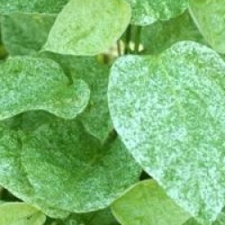 Catalpa speciosa 'Pulverulenta'