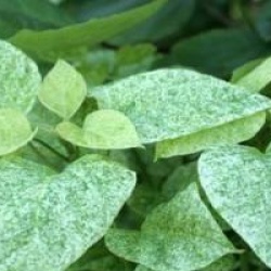 Catalpa speciosa 'Pulverulenta'