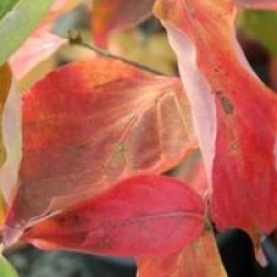 Cornus Venus � 'Kn30-8' cov