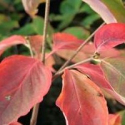 Cornus Venus � 'Kn30-8' cov