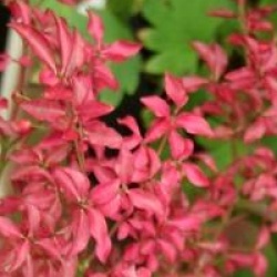 Euonymus alatus var. ciliatodentatus