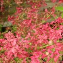 Euonymus alatus var. ciliatodentatus