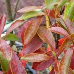 Franklinia alatamaha 