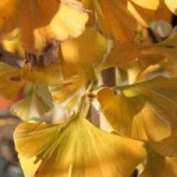 Ginkgo biloba 'Variegata'