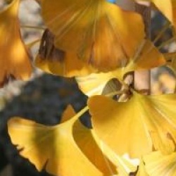 Ginkgo biloba 'Variegata'