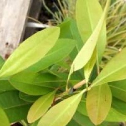 Gordonia lasianthus