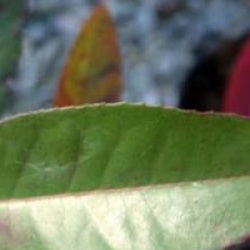 Gordonia lasianthus