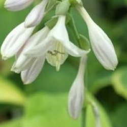 Hosta albomarginata 'August Moon' 