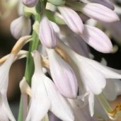 Hosta sieboldiana 'Frances Williams'