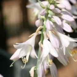 Hosta sieboldiana 'Frances Williams'