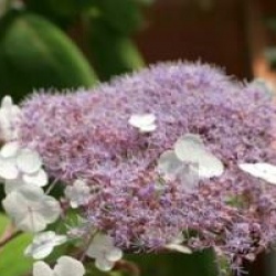 Hydrangea aspera 'Macrophylla'