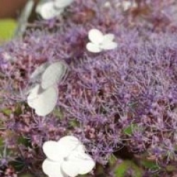 Hydrangea aspera 'Macrophylla'