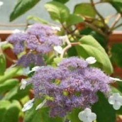 Hydrangea aspera sub. sargentiana