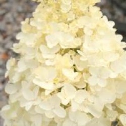 Hydrangea paniculata 'Silver Dollar'