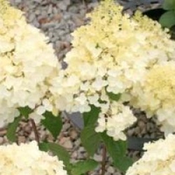 Hydrangea paniculata 'Silver Dollar'