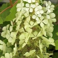 Hydrangea quercifolia 'Pee Wee'  - Hortensia � feuilles de ch�ne Pee Wee