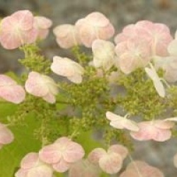 Hydrangea quercifolia 'Sike's Dwarf'