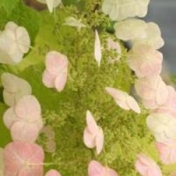 Hydrangea quercifolia 'Sike's Dwarf'