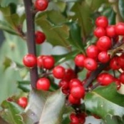 Ilex x meserveae Blue Angel