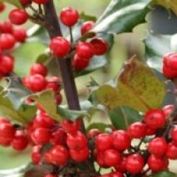 Ilex x meserveae Blue Angel