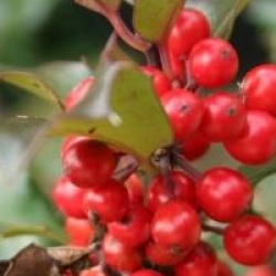 Ilex x meserveae Blue Angel