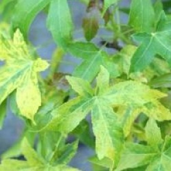 Liquidambar styraciflua 'Aurea'