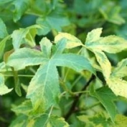 Liquidambar styraciflua 'Aurea'