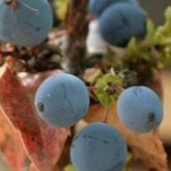 Mahonia aquifolium 'Smaragd'