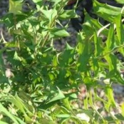 Mahonia lomariifolia