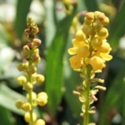 Mahonia eurybracteata 'Sweet Winter' �