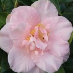 Camellia japonica 'Laurie Bray' - Cam�lia du Japon Laurie Bray