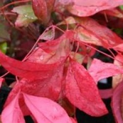 Nandina domestica 'Blush Pink' �