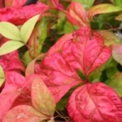 Nandina domestica 'Blush Pink' �