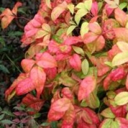 Nandina domestica 'Blush Pink' �