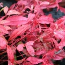 Nandina domestica 'Fire Power'
