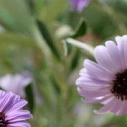 Olearia 'Henry Travers'